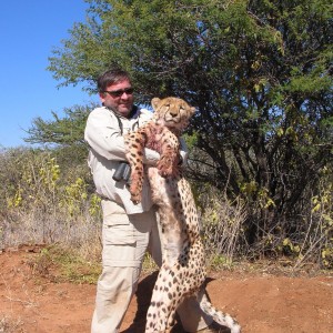 Hunting Cheetah in Namibia