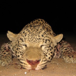 Hunting Leopard in Namibia