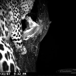 Leopard on Bait in Namibia