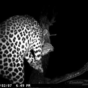 Leopard on Bait in Namibia