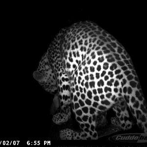 Leopard on Bait in Namibia