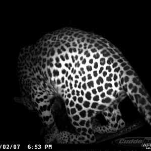 Leopard on Bait in Namibia