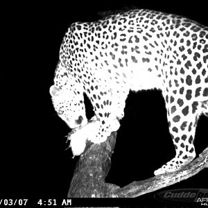 Leopard on Bait in Namibia