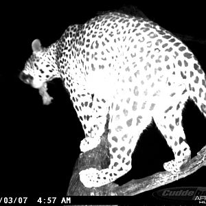 Leopard on Bait in Namibia