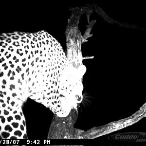 Leopard on Bait in Namibia