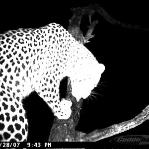 Leopard on Bait in Namibia