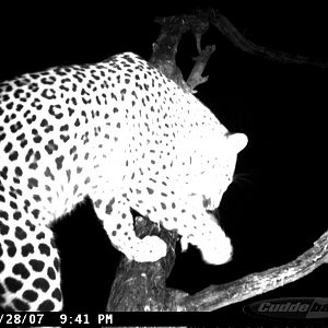 Leopard on Bait in Namibia