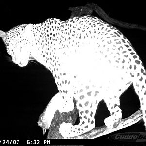 Leopard on Bait in Namibia