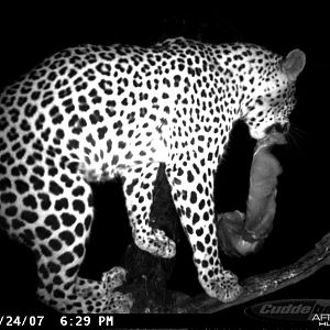 Leopard on Bait in Namibia