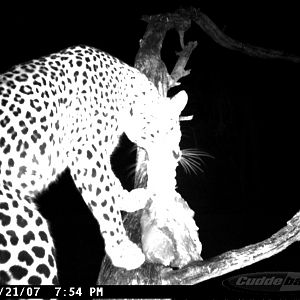 Leopard on Bait in Namibia