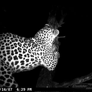 Leopard on Bait in Namibia