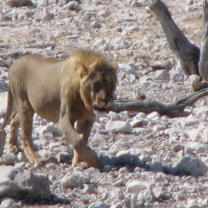 Lion at Etosha National Park, Namibia