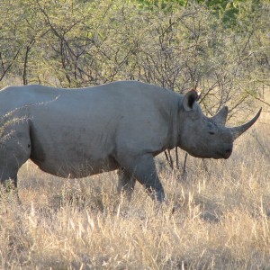 rhino-etosha