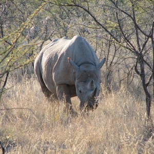 Black Rhino at Etosha National Park, Namibia