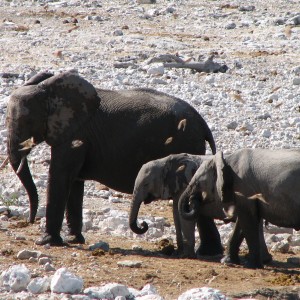 Elephants at Etosha National Park, Namibia