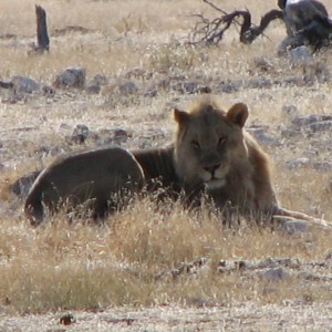 Lion at Etosha National Park, Namibia