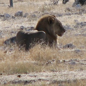 Lion at Etosha National Park, Namibia