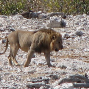 Lion at Etosha National Park, Namibia