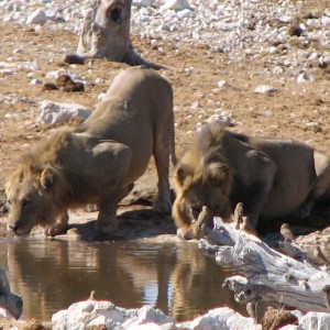 Lions at Etosha National Park, Namibia