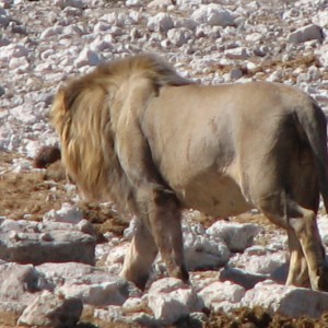 Lion at Etosha National Park, Namibia