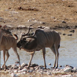 Kudus at Etosha National Park, Namibia