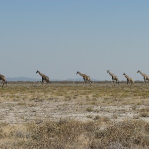 Giraffes at Etosha National Park, Namibia