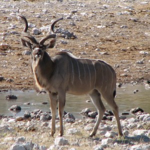 Greater Kudu at Etosha National Park, Namibia