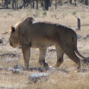 Lion at Etosha National Park, Namibia