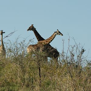 Giraffes in South Africa