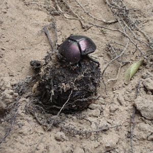 Dung beetle doing what they do best