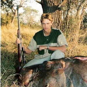 Hippo, Mozambique