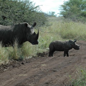 Rhinos South Africa