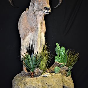 Aoudad Shoulder Mount Taxidermy