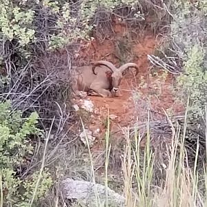 Aoudad slpeeing Texas