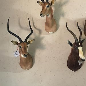 Impala & Blesbok Shoulder Mount Taxidermy