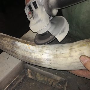 How I make a Powder horn for the 1884 Era Black Powder hunt