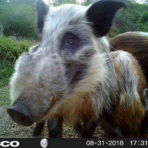 South Africa Bushpig