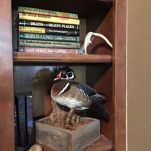 Wood Duck Full Mount Taxidermy