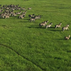 Twenty Four Lions reintroduced to Zambeze Delta of Mozambique