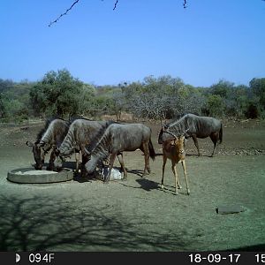 Impala & Blue Wildebeest Trail Cam Pictures South Africa