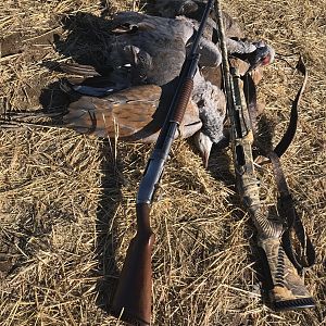 Sandhill Crane Hunting Alaska