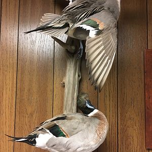 Mule Duck Full Mount Taxidermy