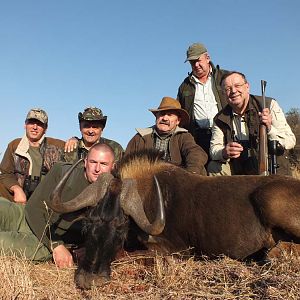 Hunt Black Wildebeest South Africa