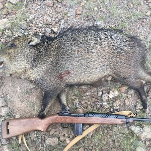 Javelina Hunt West Texas