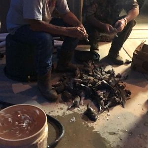 Hunting Doves Texas USA