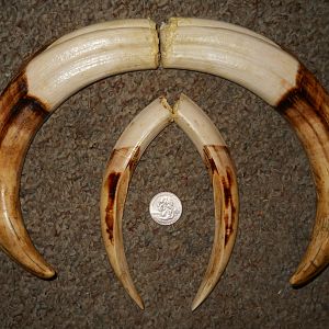 Warthog Tusks