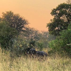 Early morning tracking in the tall grass