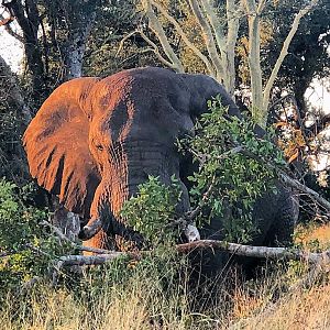 Gentle giant... catching the morning sun rays and destroying trees