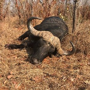 Hunt Cape Buffalo in Zimbabwe