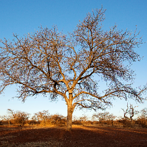 South Africa